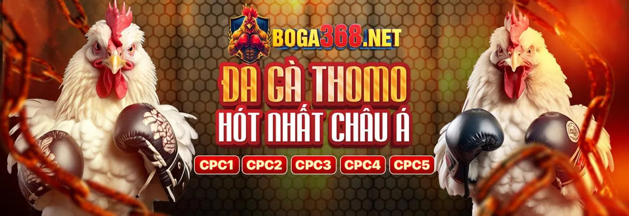 Đá gà trực tiếp đầy kịch tính